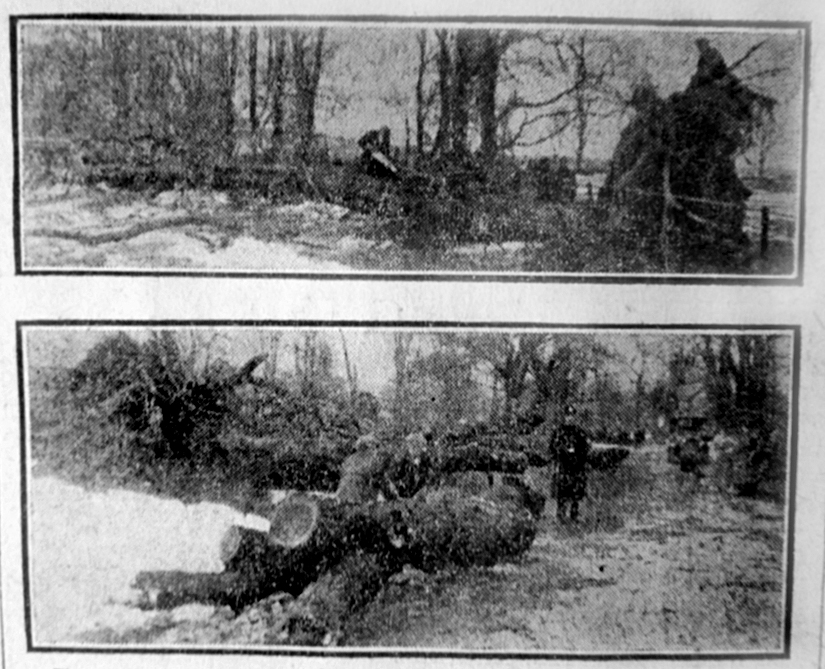 Trees felled near Luton Hoo